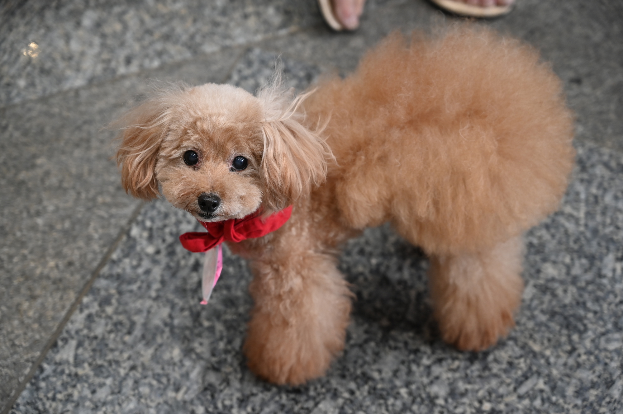 pixta_93842567_M (1)