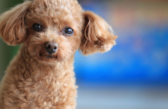 プードルのカット | 神奈川県戸塚区のトリミングならDog Salon HINA