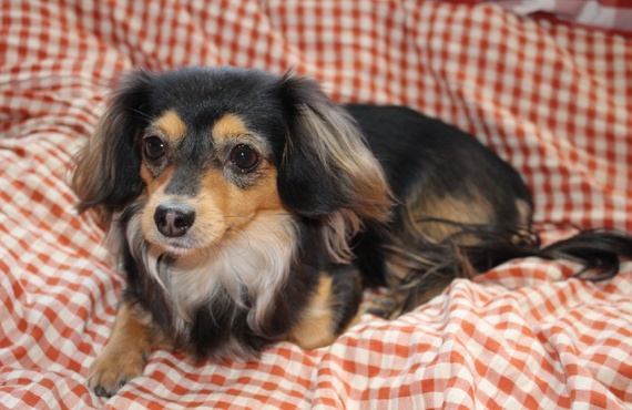 ミックスも対応 | 神奈川県戸塚区のトリミングならDog Salon HINA