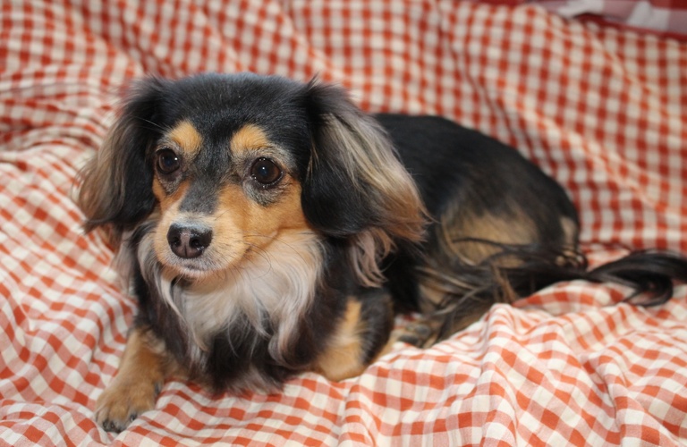 ミックスも対応 | 神奈川県戸塚区のトリミングならDog Salon HINA