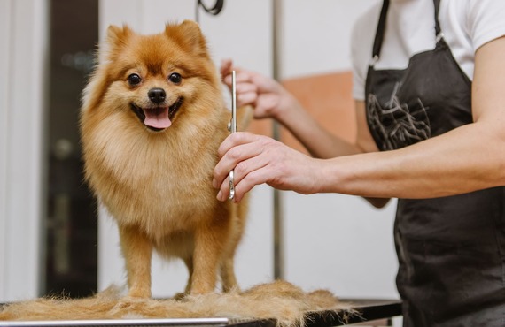 ポメラニアンをケア | 神奈川県戸塚区のトリミングならDog Salon HINA