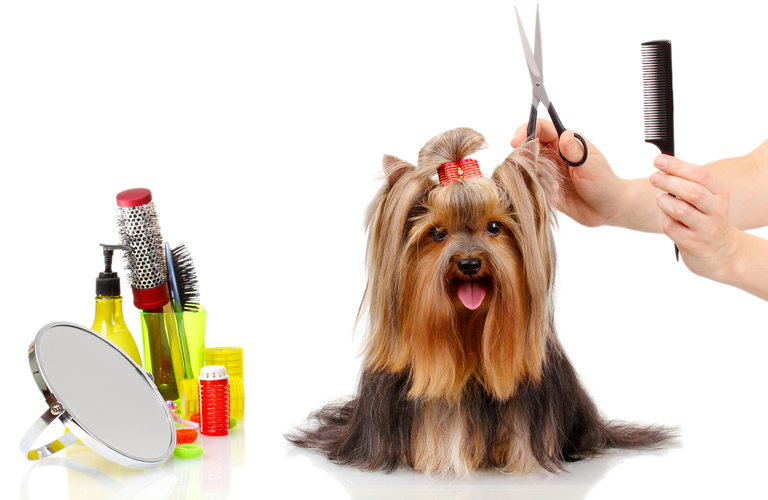 ヨークシャーテリアもおまかせ | 神奈川県戸塚区のトリミングならDog Salon HINA