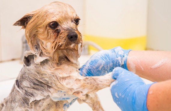 薬用シャンプーをご用意 | 神奈川県戸塚区のトリミングならDog Salon HINA