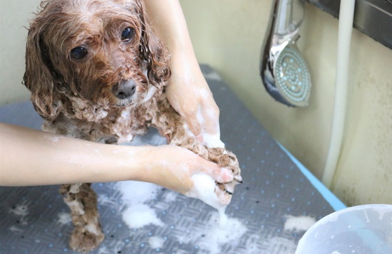 オーガニックの素材 | 神奈川県戸塚区のトリミングならDog Salon HINA