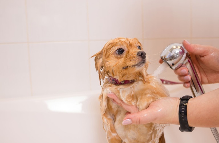 保湿をお手伝い | 神奈川県戸塚区のトリミングならDog Salon HINA