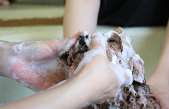 フケを改善 | 神奈川県戸塚区のトリミングならDog Salon HINA