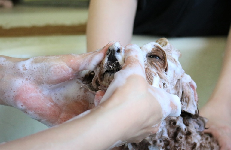 フケを改善 | 神奈川県戸塚区のトリミングならDog Salon HINA