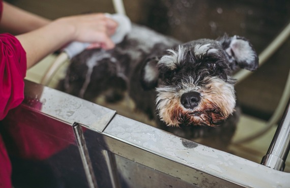皮膚トラブルに対応 | 神奈川県戸塚区のトリミングならDog Salon HINA